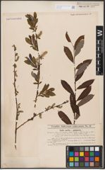 Foto von Salix aurita L. x Salix purpurea L.